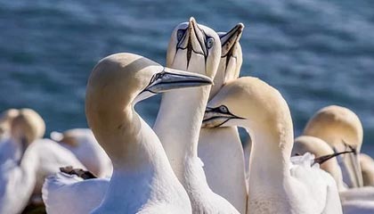 开云-CBA-多人得分上双 上海久事战胜北京北汽