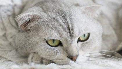 接机女球迷吐槽詹姆斯:哎哎哎这就走了,这都不看我们一眼