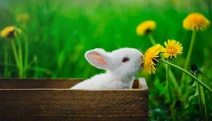 开云-篮网教练组天赋超群,但纳什教练组并非无懈可击